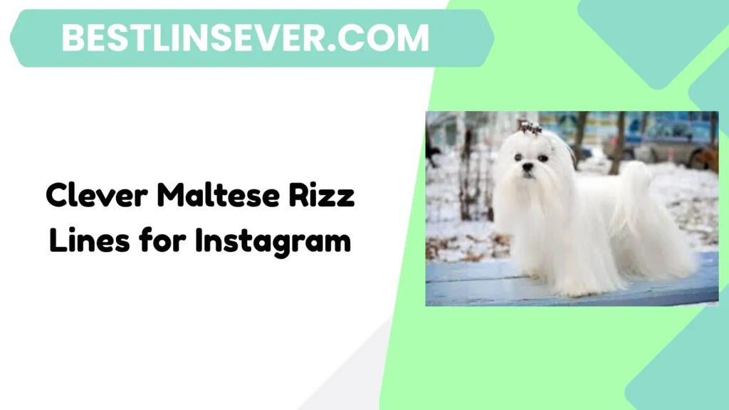 Clever Maltese Rizz Lines for Instagram