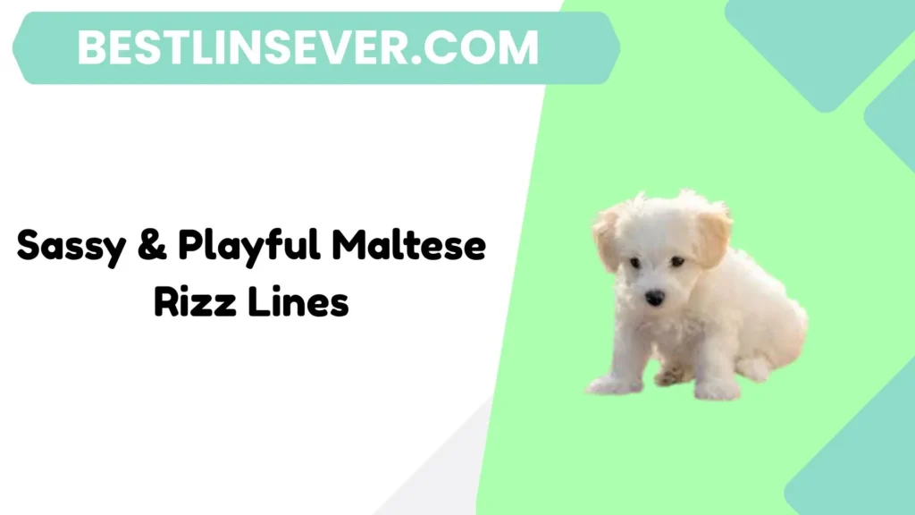 Sassy & Playful Maltese Rizz Lines